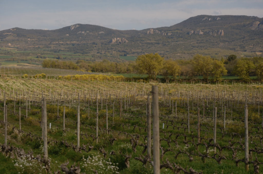 RIOJA VINEYARDS